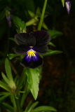 Viola tricolor 'Black Magic' RCP6-06 130.jpg